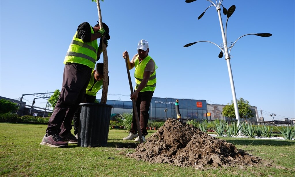 Bağdat'ta, 300 bin ağaç toprakla buluşturulacak