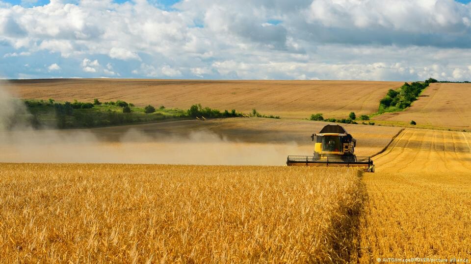 Kerkük'te 473 bin ton buğday piyasaya sürüldü