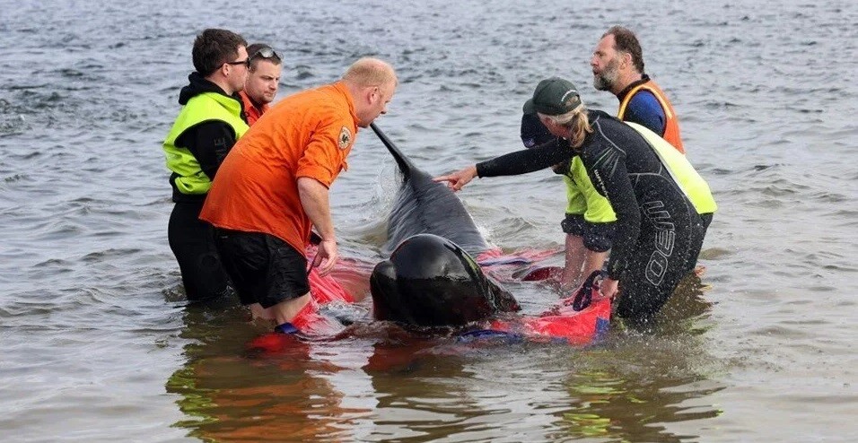 Avustralya'da Karaya Vuran Balinalardan 32'si Kurtarıldı