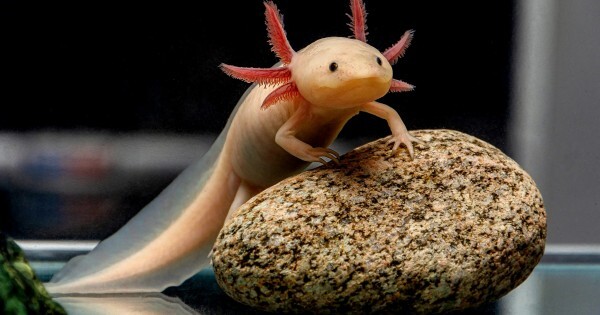 İnsan uzuvları tekrar büyüyebilir mi? Bu hayvanlar anlamamıza yardımcı olabilir