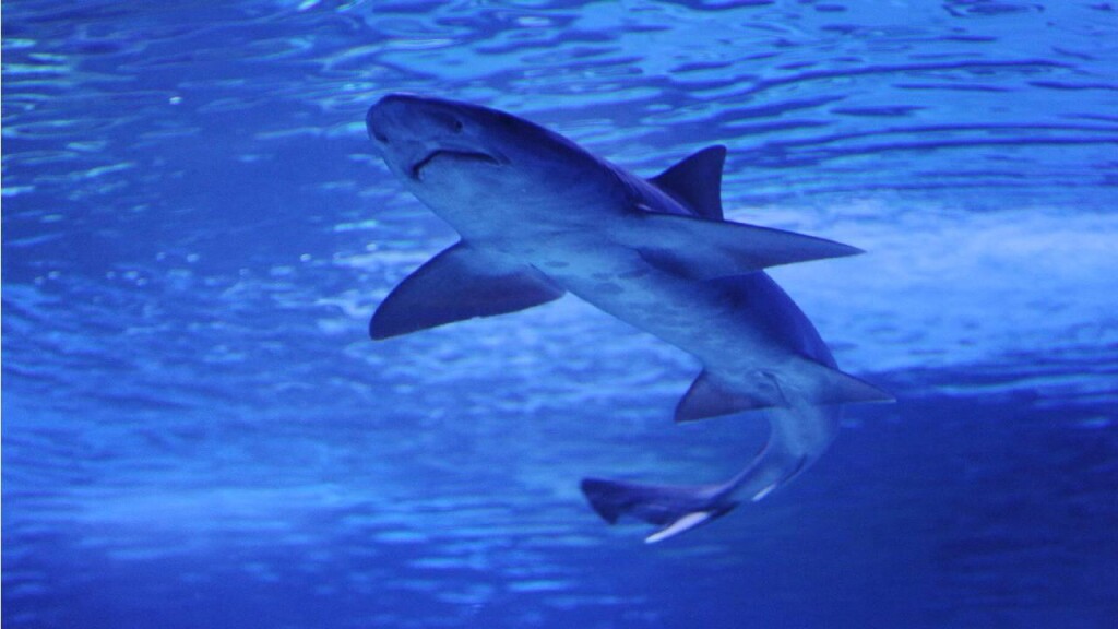 Fransa'da su altında balık avlayan kişi köpek balığı saldırısında öldü