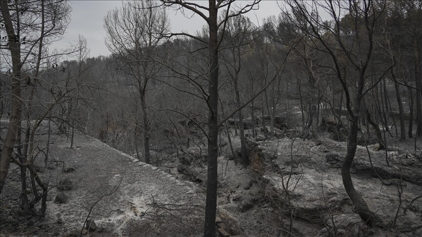 Portekiz ve İspanya orman yangınlarıyla mücadele ediyor
